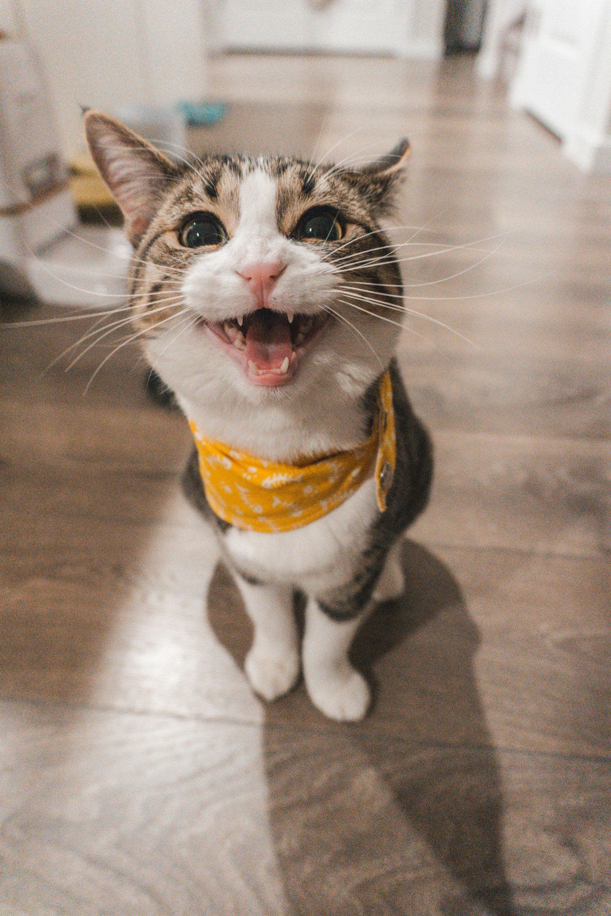 Curious cat reaching during play