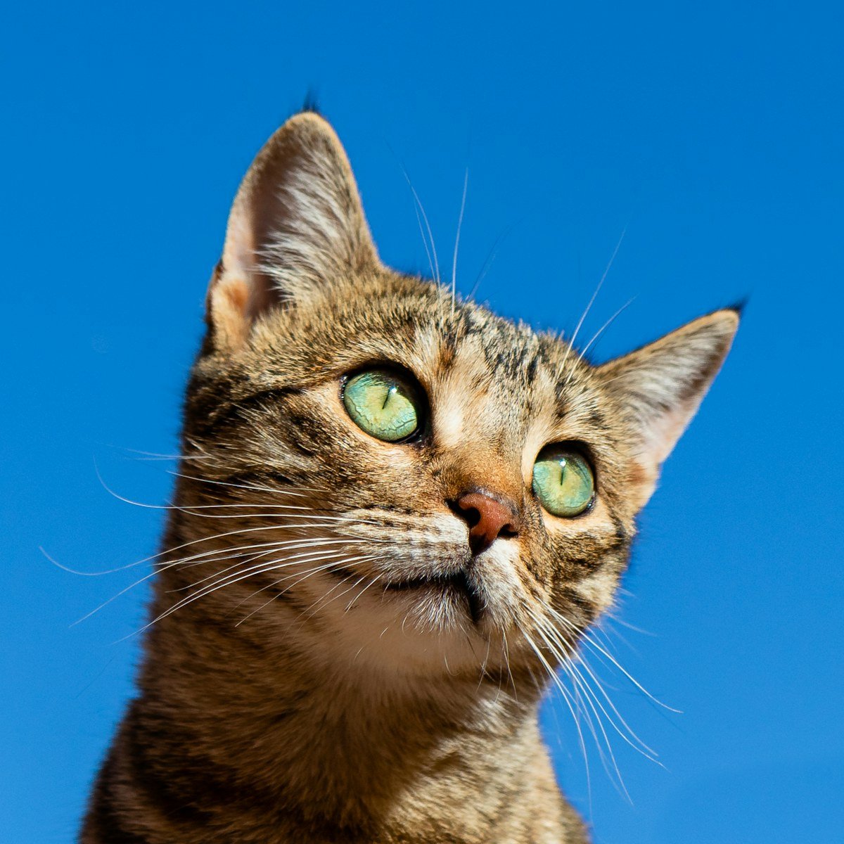 Tabby cat looking toward the camera