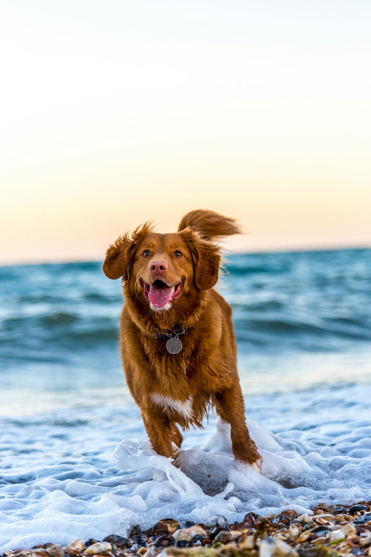 Dog playing outdoors