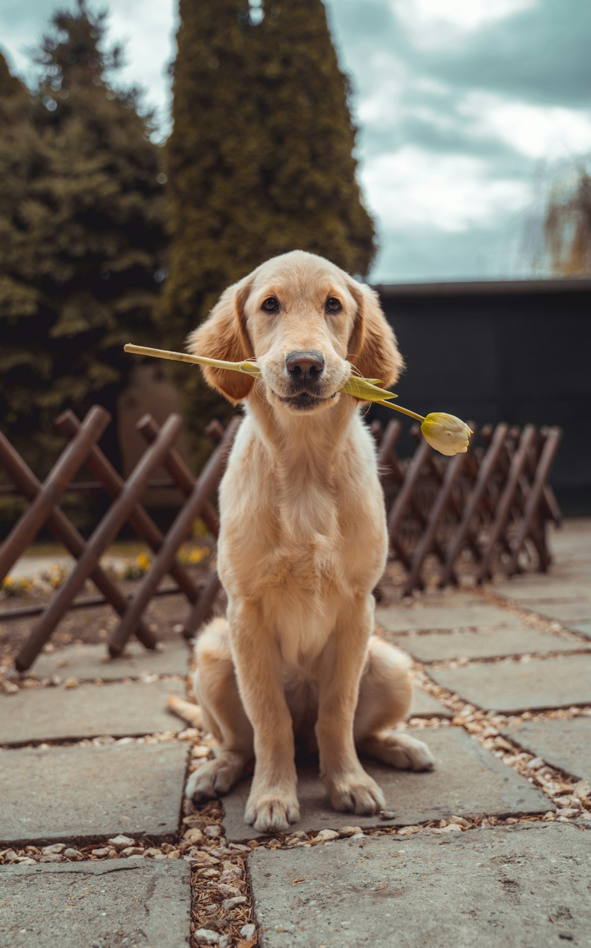Golden retriever sitting outdoors