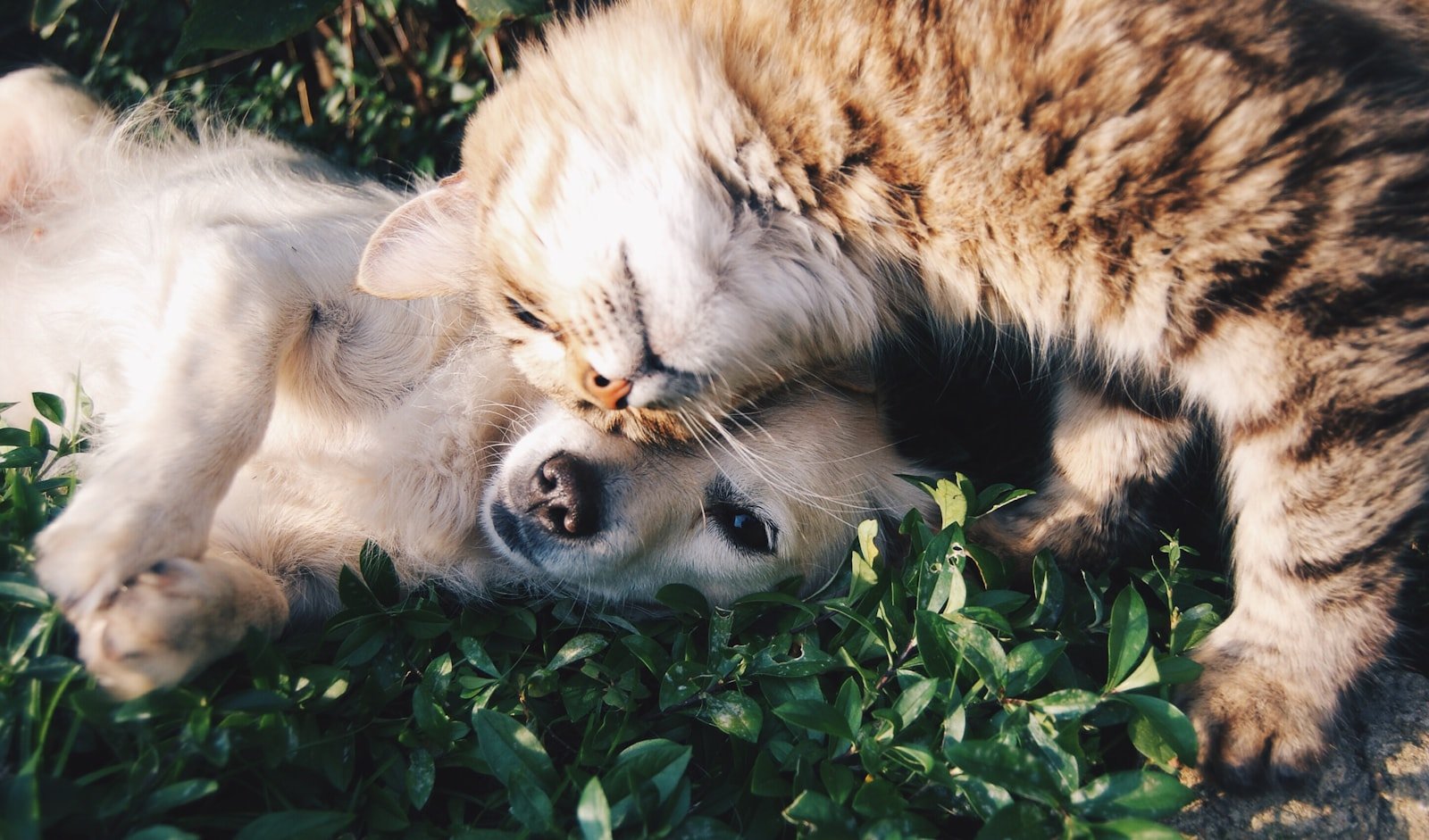 Dog and cat sharing a calm home
